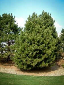 Сосна Чёрная (Pinus Nigra) купить по цене от 270.00р. в интернет-магазине «Посадика» с доставкой почтой в в Чадане и по всей России – [изображение №1].