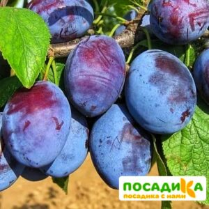 Слива Чачакская ранняя купить по цене от 229.00р. в интернет-магазине «Посадика» с доставкой почтой в в Чадане и по всей России – [изображение №1].