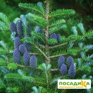 Пихта корейская (Abies koreana) купить по цене от 450.00р. в интернет-магазине «Посадика» с доставкой почтой в в Чадане и по всей России – [изображение №1].