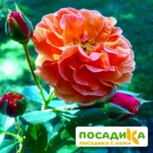 Роза Арабия купить по цене от 350.00р. в интернет-магазине «Посадика» с доставкой почтой в в Чадане и по всей России – [изображение №1].