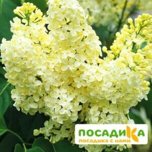 Сирень Примроуз (Primrose) купить по цене от 529.00р. в интернет-магазине «Посадика» с доставкой почтой в в Чадане и по всей России – [изображение №1].