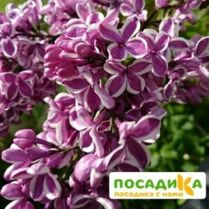 Сирень Сенсация купить по цене от 529.00р. в интернет-магазине «Посадика» с доставкой почтой в в Чадане и по всей России – [изображение №1].