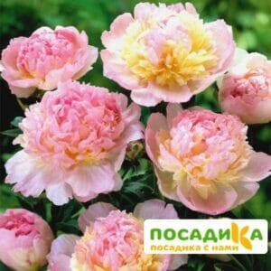 Пион Распберри Сандей (Paeonia Raspberry Sundae) купить по цене от 959р. в интернет-магазине «Посадика» с доставкой почтой в в Чадане и по всей России – [изображение №1].