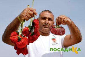 Клубника Гигант Джорнея купить по цене от 266р. в интернет-магазине «Посадика» с доставкой почтой в в Чадане и по всей России – [изображение №1].