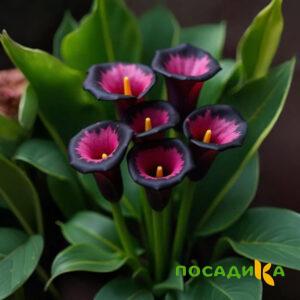 Калла Аура Лейс купить по цене от 400р. в интернет-магазине «Посадика» с доставкой почтой в в Чадане и по всей России – [изображение №1].