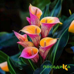 Калла Оникс купить по цене от 450р. в интернет-магазине «Посадика» с доставкой почтой в в Чадане и по всей России – [изображение №1].