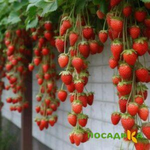 Клубника вьющаяся Комплимент купить по цене от 470р. в интернет-магазине «Посадика» с доставкой почтой в в Чадане и по всей России – [изображение №1].