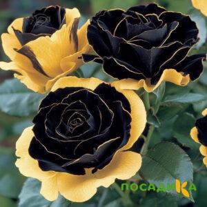 Роза Ханни Сикл купить по цене от 700р. в интернет-магазине «Посадика» с доставкой почтой в в Чадане и по всей России – [изображение №1].