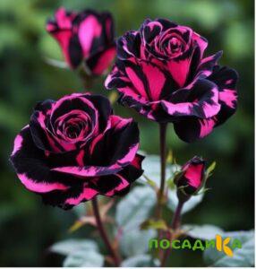 Роза Багровый Шепот купить по цене от 366р. в интернет-магазине «Посадика» с доставкой почтой в в Чадане и по всей России – [изображение №1].
