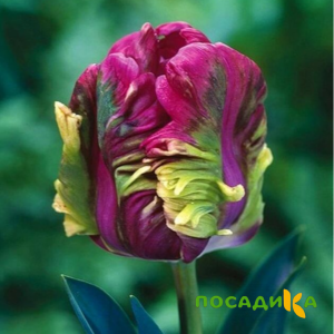 Тюльпан Экзотик Хэвен купить по цене от 186р. в интернет-магазине «Посадика» с доставкой почтой в в Чадане и по всей России – [изображение №1].